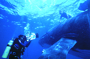 ../media/8r/underwater_whale.gif